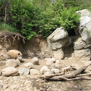 Russia's Grizzly Coast - Forested South - Wild Boar Exhibit