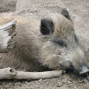 Russia's Grizzly Coast - Forested South - Wild Boar