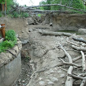 Russia's Grizzly Coast - Forested South - Wild Boar Exhibit