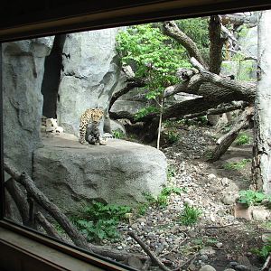 Russia's Grizzly Coast - Forested South - Conservation Science Cabin View o