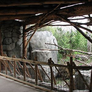 Russia's Grizzly Coast - Forested South - First Amur Leopard Exhibit Viewin