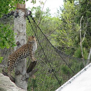 Russia's Grizzly Coast - Forested South - First Amur Leopard Exhibit