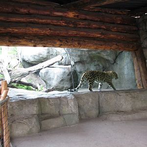 Russia's Grizzly Coast - Forested South - Second Amur Leopard Exhibit Viewi