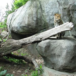 Russia's Grizzly Coast - Forested South - Second Amur Leopard Exhibit