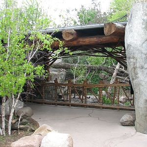 Russia's Grizzly Coast - Forested South - Third Amur Leopard Exhibit Viewin