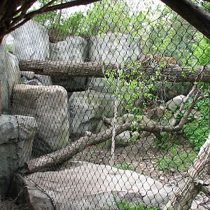 Russia's Grizzly Coast - Forested South - Third Amur Leopard Exhibit