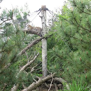 Russia's Grizzly Coast - Forested South - Third Amur Leopard Exhibit