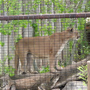 Discoveryland - Woodland Edge