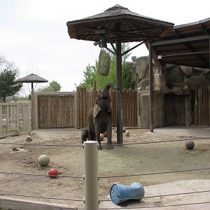 Elephant Encounter