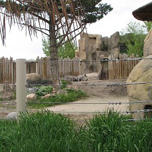 Elephant Encounter - Rhino Yard