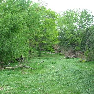 Northern Trail - Tiger Lair - Amur Tiger Exhibit