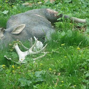 Northern Trail - Simulated Moose Carcass