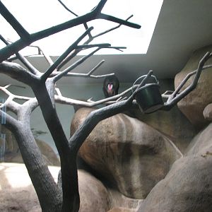 Primate House - Mandrill