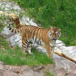 Northern Trail - Tiger Lair - Amur Tiger