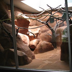 Primate House - Ring-Tailed Lemur