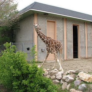 Giraffe House