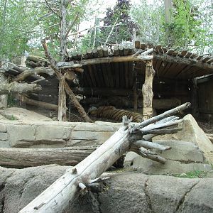 Asian Highlands - Amur Tiger