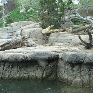 Asian Highlands - Amur Tiger