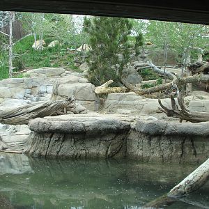 Asian Highlands - Amur Tiger