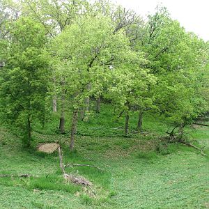 Northern Trail - Tiger Base Camp - Amur Tiger Exhibit