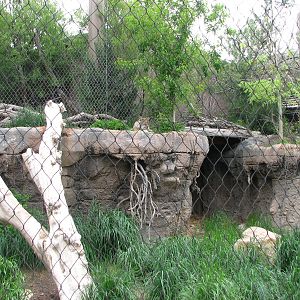 Asian Highlands - Siberian Lynx