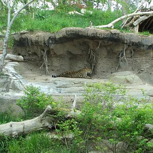 Asian Highlands - Amur Leopard