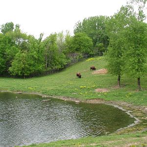 Northern Trail - Bison and Pronghorn Exhibit