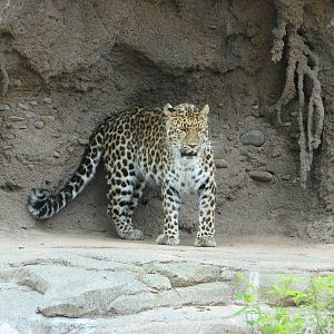 Asian Highlands - Amur Leopard