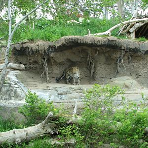 Asian Highlands - Amur Leopard