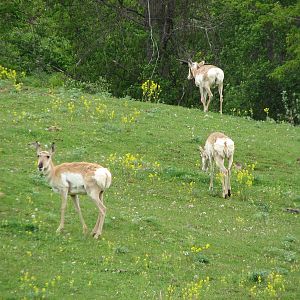 Northern Trail - Bison and Pronghorn Exhibit