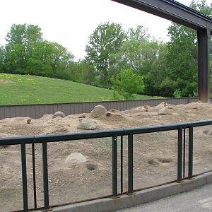 Northern Trail - Black-tailed Prairie Dog Exhibit
