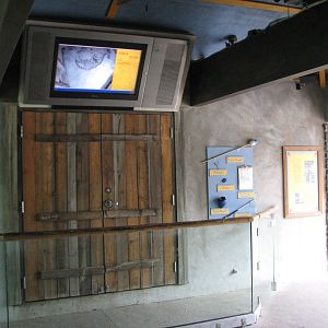 Asian Highlands - Amur Leopard Training Wall