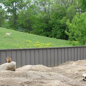 Northern Trail - Black-tailed Prairie Dog Exhibit
