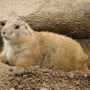 Northern Trail - Black-tailed Prairie Dog