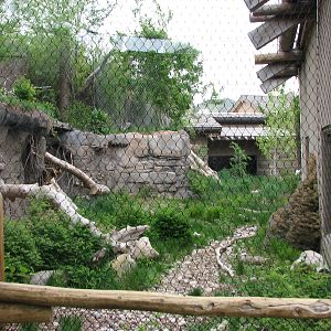 Asian Highlands - Pallas Cat with Siberian Lynx behind