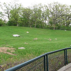 Northern Trail - Goitered Gazelle Exhibit