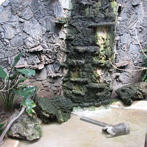 Small Animal Building - Rainforest Atrium