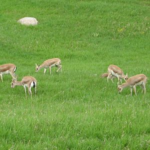 Northern Trail - Goitered Gazelle Exhibit