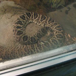 Small Animal Building - Eastern Diamondback Rattlesnake