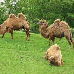 Northern Trail - Bactrian Camels
