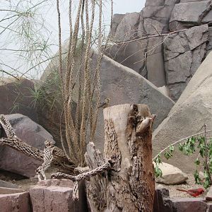 Small Animal Building - Sonoran Desert