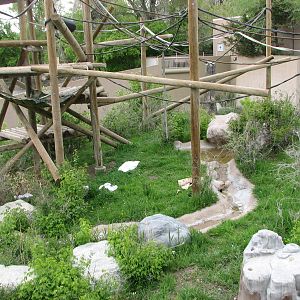 Great Ape House - Outdoor Orangutan