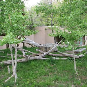 Great Ape House - Outdoor Gorilla and Spot-Noed Guenon