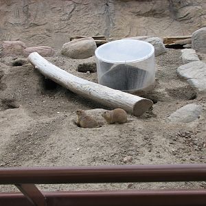 Discoveryland - Knoll and Burrow