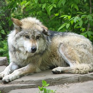 Northern Trail - Mexican Wolf