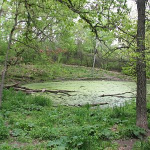 Northern Trail - Mexican Wolf Exhibit