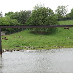 Northern Trail - Muskox Exhibit