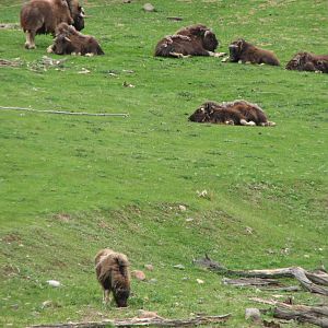 Northern Trail - Muskox Exhibit