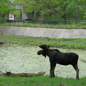 Northern Trail - Moose Exhibit