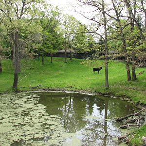 Northern Trail - Moose Exhibit